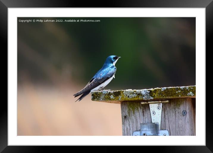 Tree Swallow 5A Framed Mounted Print by Philip Lehman