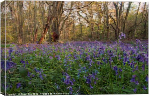 beautiful bluebell woodland  Canvas Print by Dawn Cox