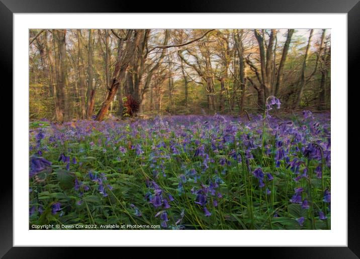 beautiful bluebell woodland  Framed Mounted Print by Dawn Cox