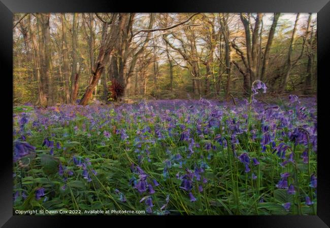 beautiful bluebell woodland  Framed Print by Dawn Cox