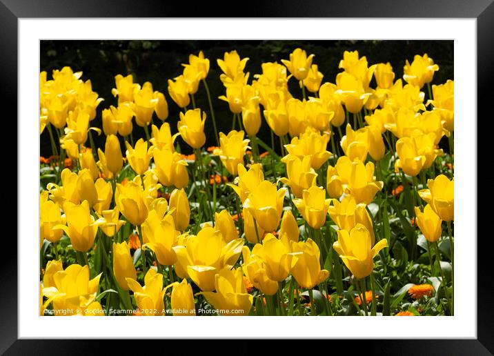 Yellow tulips. Aladdin. Framed Mounted Print by Gordon Scammell