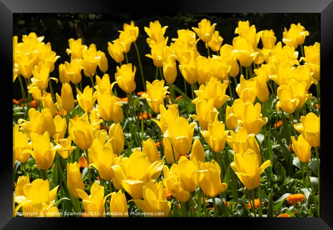 Yellow tulips. Aladdin. Framed Print by Gordon Scammell