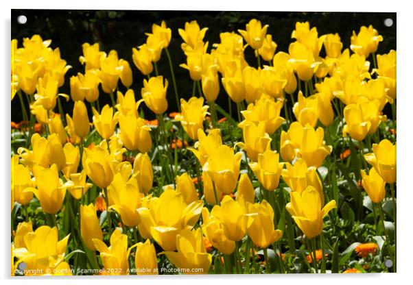 Yellow tulips. Aladdin. Acrylic by Gordon Scammell