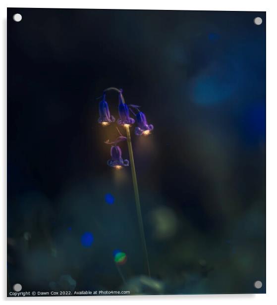 bluebell light Acrylic by Dawn Cox