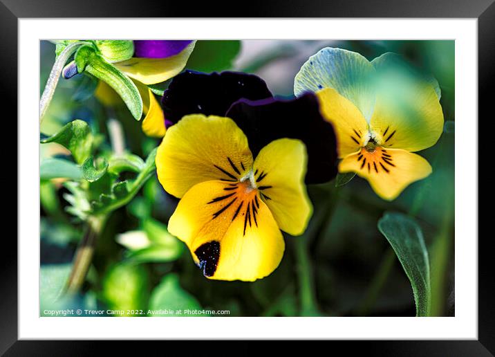 Viola Yellow & Purple Framed Mounted Print by Trevor Camp