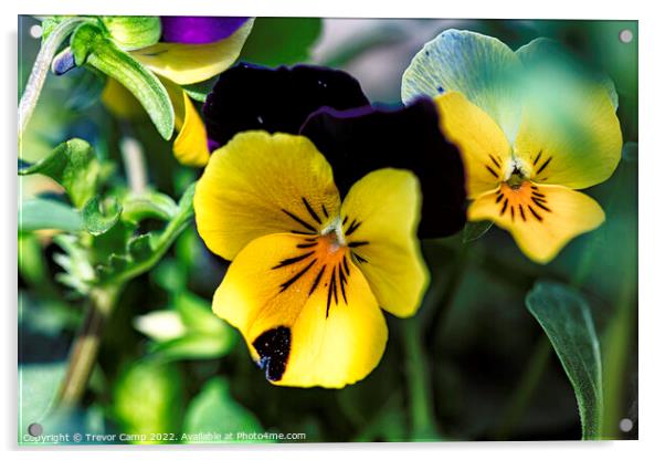 Viola Yellow & Purple Acrylic by Trevor Camp