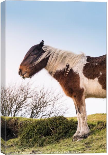 An iconic wild Bodmin Pony grazing on Bodmin Moor  Canvas Print by Gordon Scammell