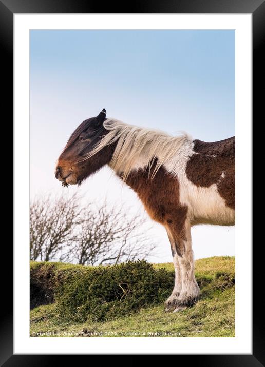 An iconic wild Bodmin Pony grazing on Bodmin Moor  Framed Mounted Print by Gordon Scammell