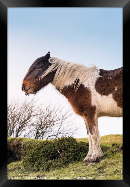 An iconic wild Bodmin Pony grazing on Bodmin Moor  Framed Print by Gordon Scammell