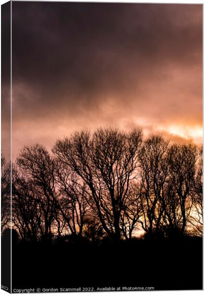 Trees silhouetted by an intense sunset in Cornwall Canvas Print by Gordon Scammell
