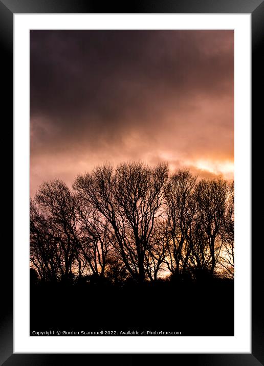 Trees silhouetted by an intense sunset in Cornwall Framed Mounted Print by Gordon Scammell