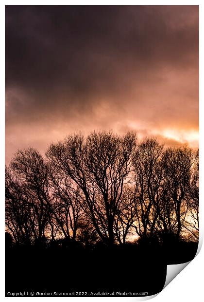 Trees silhouetted by an intense sunset in Cornwall Print by Gordon Scammell