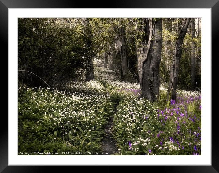garlic flowers and bluebells in the woods Framed Mounted Print by Ann Biddlecombe