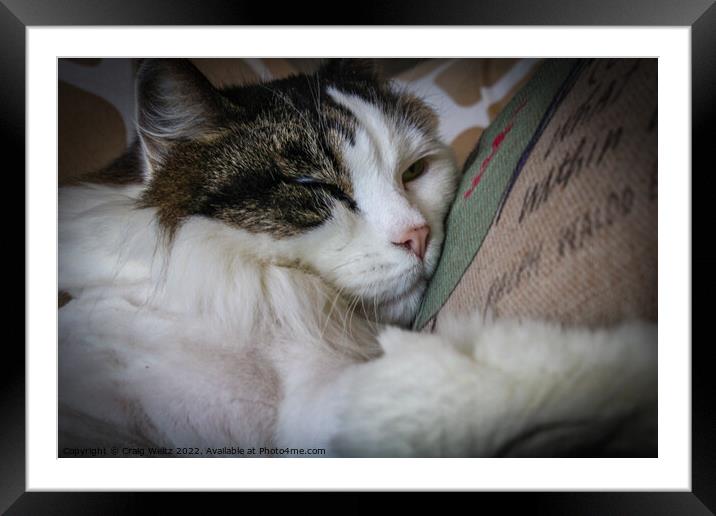 Cat Sleeping on a pillow Framed Mounted Print by Craig Weltz