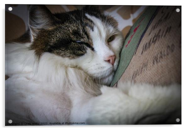 Cat Sleeping on a pillow Acrylic by Craig Weltz