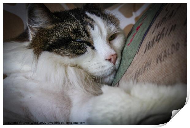 Cat Sleeping on a pillow Print by Craig Weltz