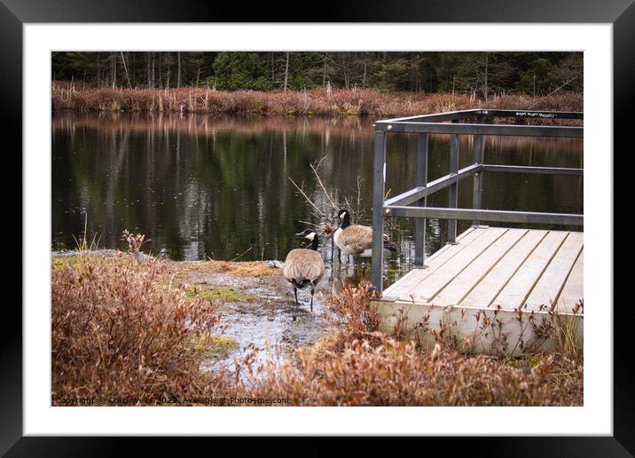 Canadian Geese  Framed Mounted Print by Craig Weltz