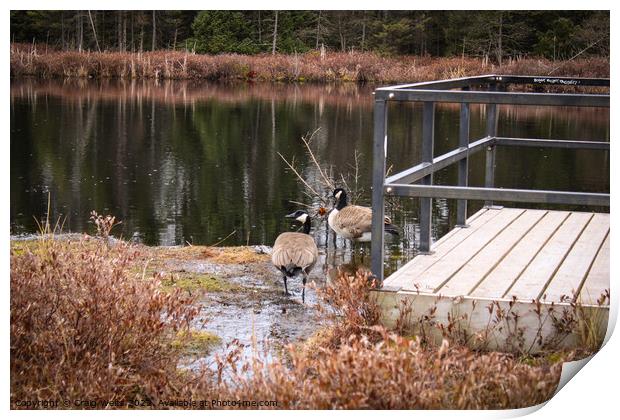 Canadian Geese  Print by Craig Weltz