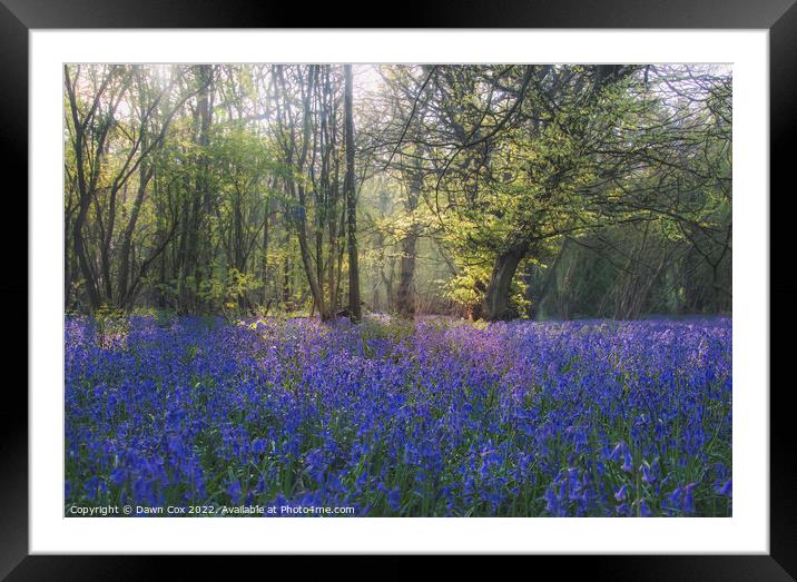 In the bluebells Framed Mounted Print by Dawn Cox