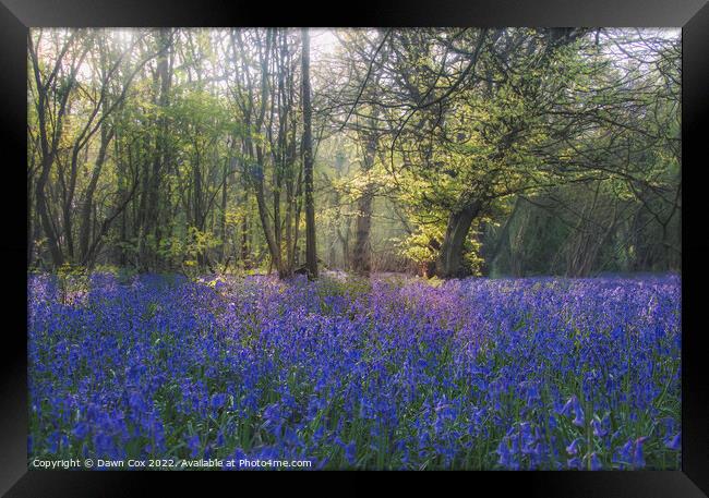 In the bluebells Framed Print by Dawn Cox