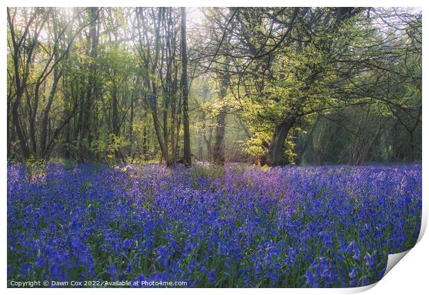 In the bluebells Print by Dawn Cox