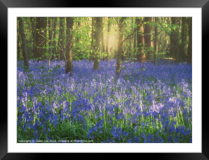 Bluebell woods Framed Mounted Print by Dawn Cox