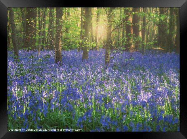 Bluebell woods Framed Print by Dawn Cox