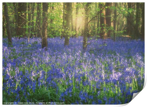 Bluebell woods Print by Dawn Cox