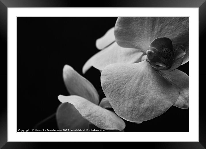 Flower orchid abstract photo Framed Mounted Print by Veronika Druzhnieva