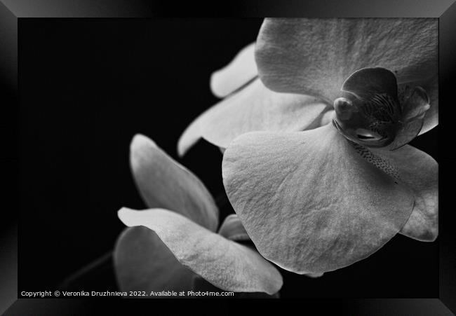 Flower orchid abstract photo Framed Print by Veronika Druzhnieva