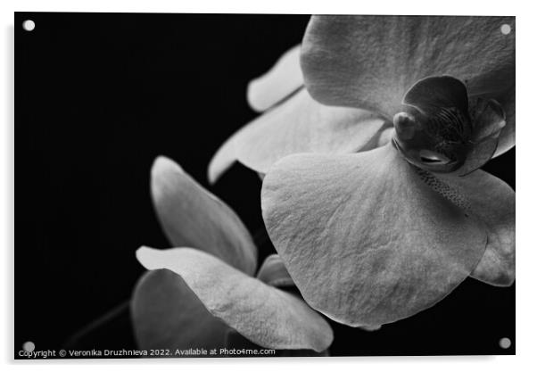 Flower orchid abstract photo Acrylic by Veronika Druzhnieva
