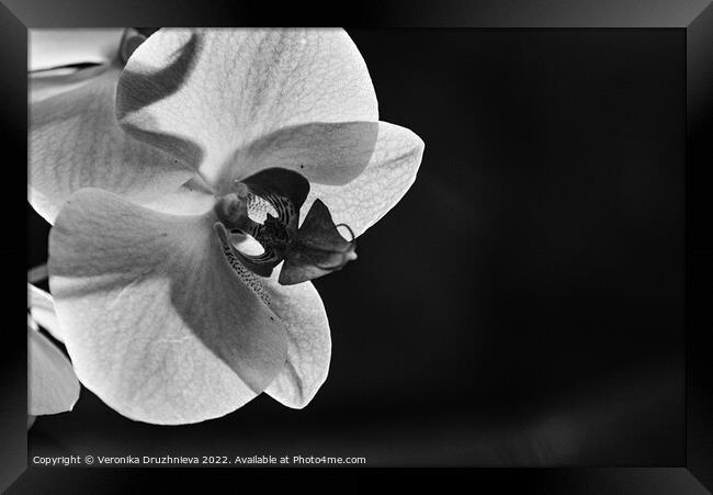Black and white close up orchid Framed Print by Veronika Druzhnieva