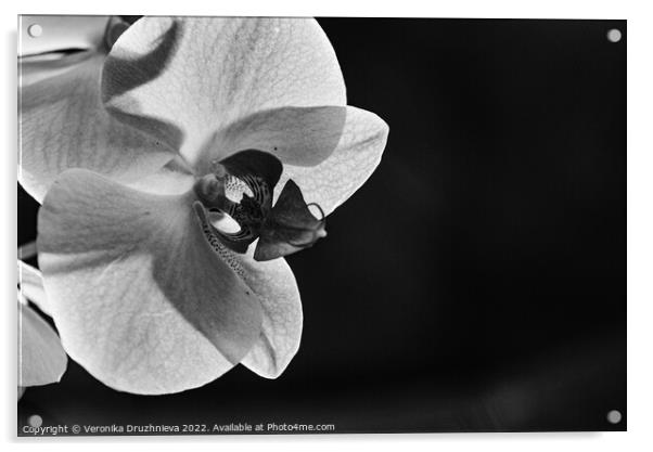 Black and white close up orchid Acrylic by Veronika Druzhnieva