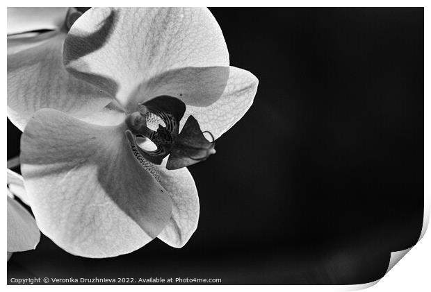 Black and white close up orchid Print by Veronika Druzhnieva