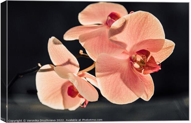 Thee orchid branch. Pink close up flower Canvas Print by Veronika Druzhnieva