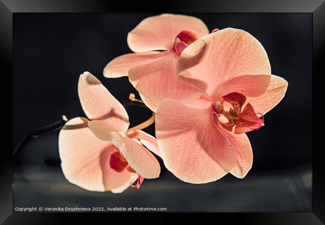 Thee orchid branch. Pink close up flower Framed Print by Veronika Druzhnieva