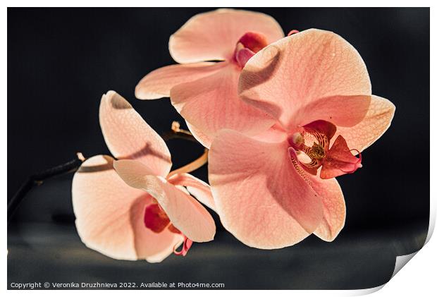 Thee orchid branch. Pink close up flower Print by Veronika Druzhnieva