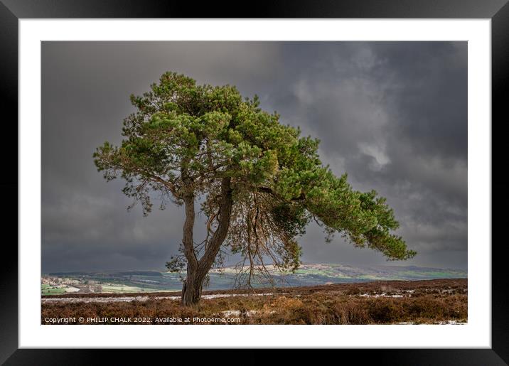 Lone tree on the north Yorkshire moors 711 Framed Mounted Print by PHILIP CHALK