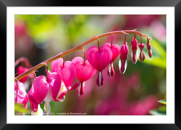 Pink hearts of the bleeding heart plant Framed Mounted Print by Elaine Hayward