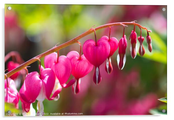 Pink hearts of the bleeding heart plant Acrylic by Elaine Hayward