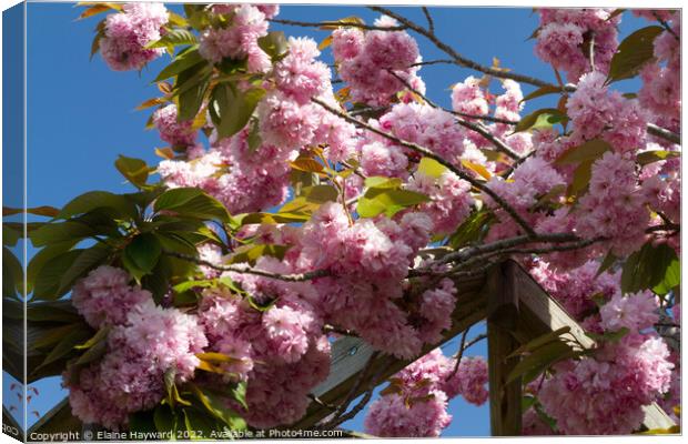 Pink cherry blossom blue sky Canvas Print by Elaine Hayward