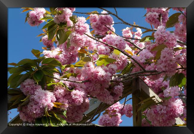 Pink cherry blossom blue sky Framed Print by Elaine Hayward