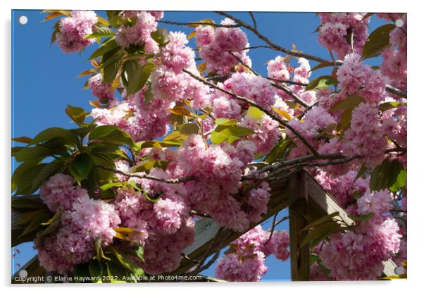 Pink cherry blossom blue sky Acrylic by Elaine Hayward