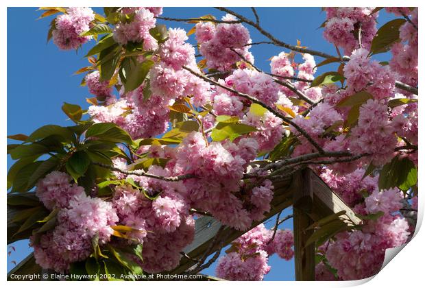 Pink cherry blossom blue sky Print by Elaine Hayward