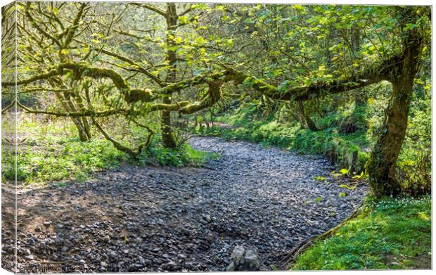 The Ilston Brook Gower Dried Up  Canvas Print by Nick Jenkins