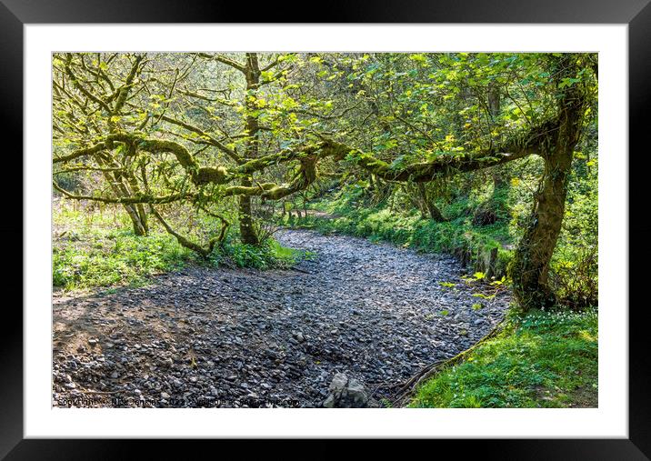 The Ilston Brook Gower Dried Up  Framed Mounted Print by Nick Jenkins