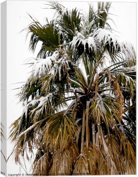 Palm tree covered in snow Canvas Print by Stephanie Moore