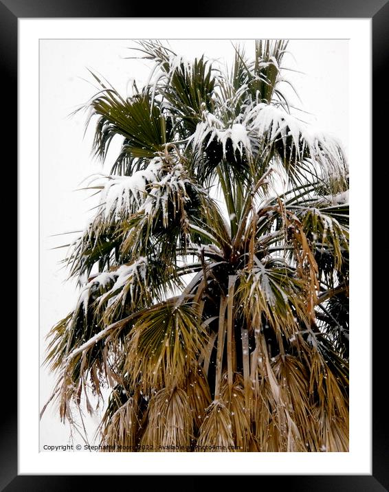 Palm tree covered in snow Framed Mounted Print by Stephanie Moore
