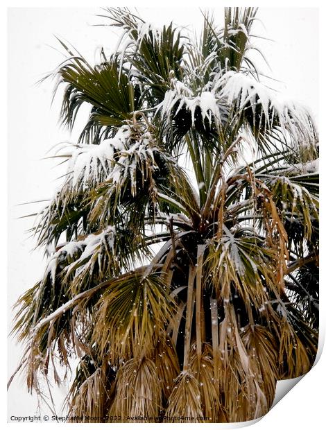 Palm tree covered in snow Print by Stephanie Moore
