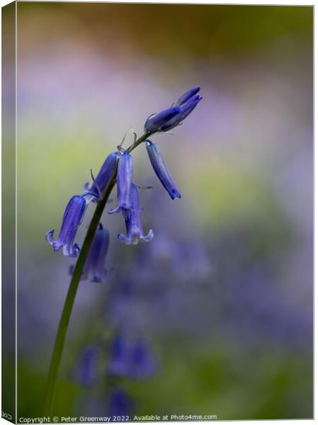 English Spring Bluebells At Vincent's Wood, Freeland, Oxfordshir Canvas Print by Peter Greenway